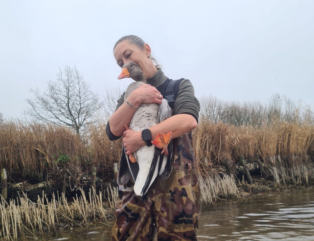 Gary the goose safely caught